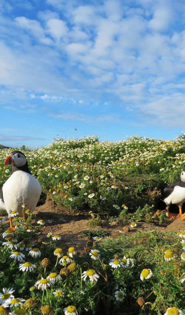 Птицы тупики на ромашковом поле под голубым небом
