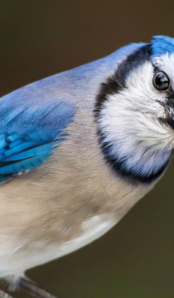 Голубая сойка крупным планом