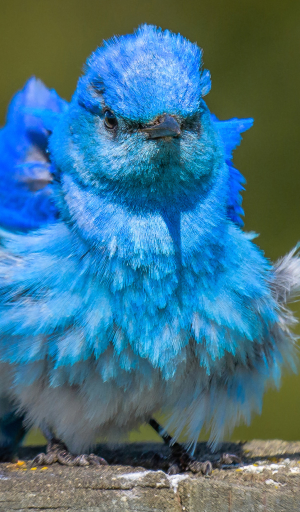 Голубая маленькая птичка Сиалия 