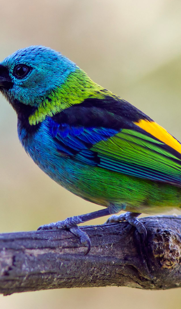 Яркая  птица танагра на ветке 