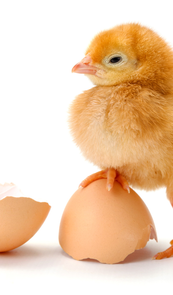 Цыпленок с разбитой яичной скорлупой на белом фоне