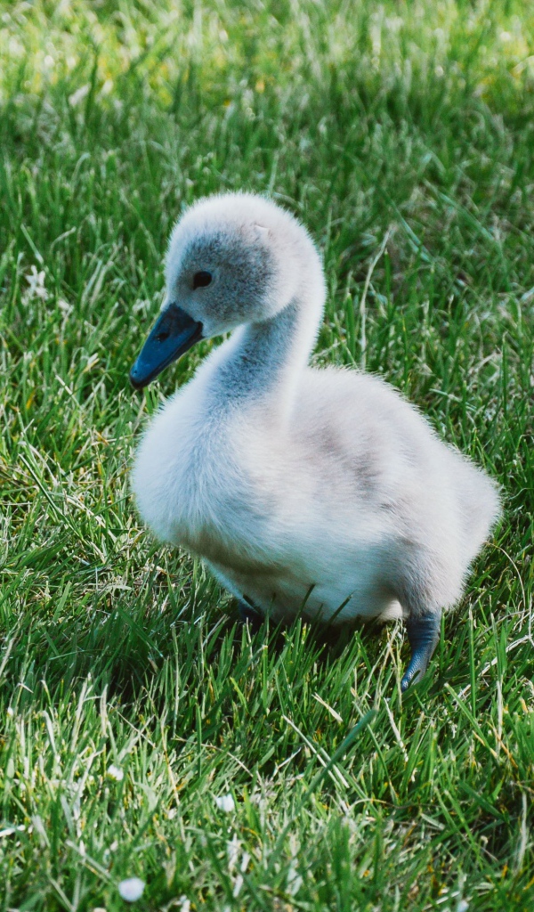 Милый маленький птенец лебедя на зеленой траве 