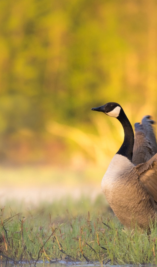 Гусь у водоема готовится взлететь 