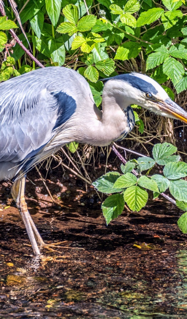 Серая цапля охотится в воде