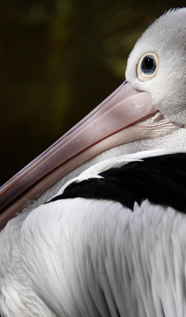 Большой австралийский пеликан крупным планом