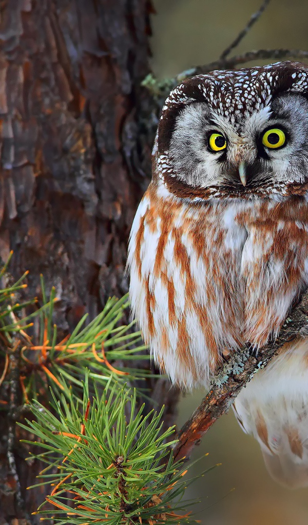 Зеленоглазая сова сидит на еловой ветке 