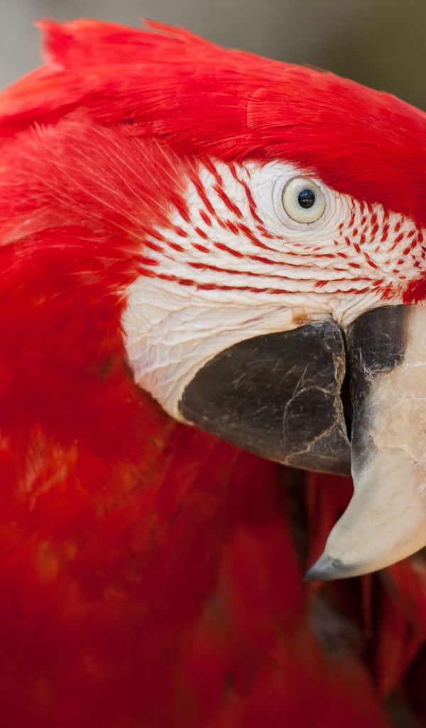 Зелено - красный попугай ара  