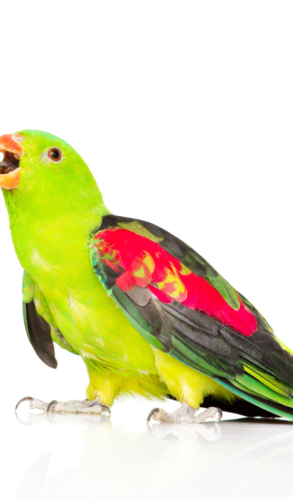 Зеленый попугай с разноцветными крыльями на белом фоне