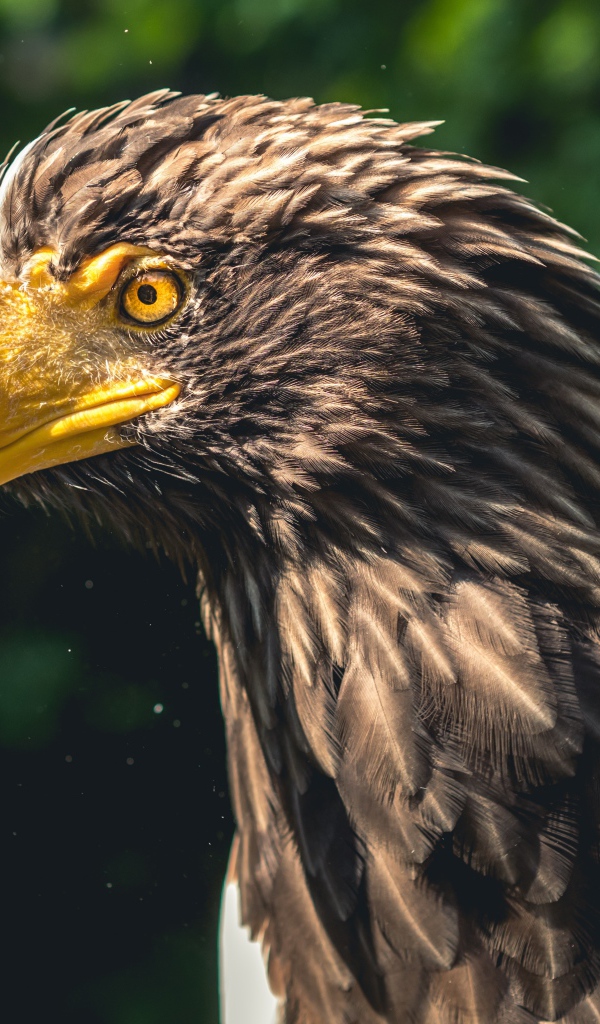 Голова орла с большим желтым клювом