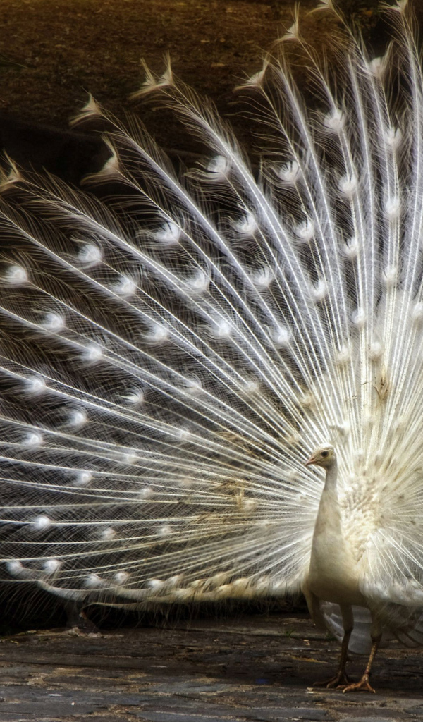 Большой красивый белый павлин