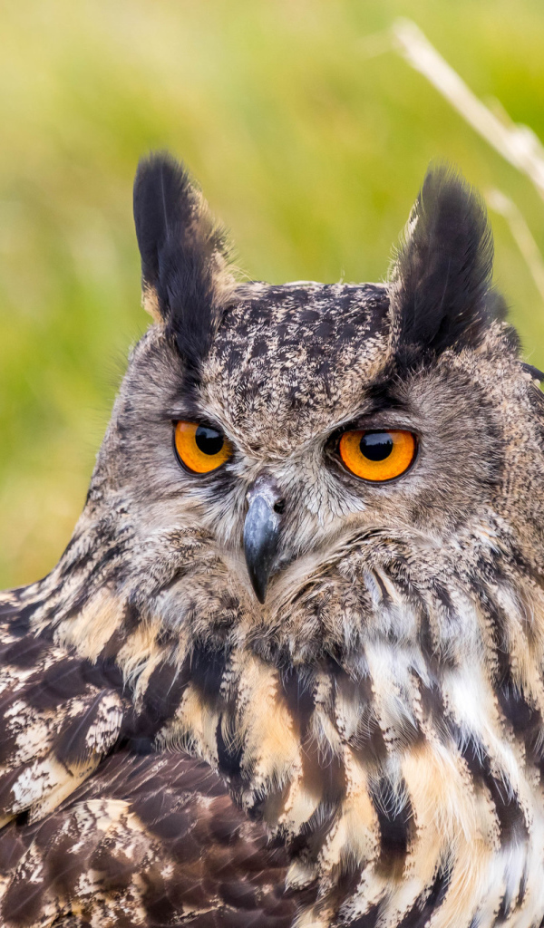 Большая ушастая сова с желтыми глазами