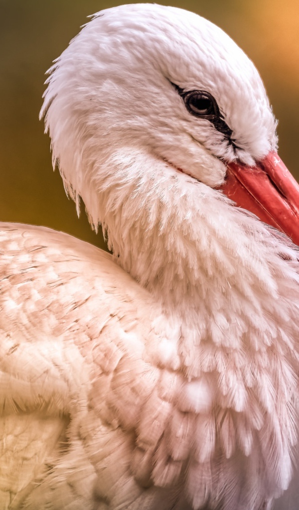 Большой белый аист с красным клювом 