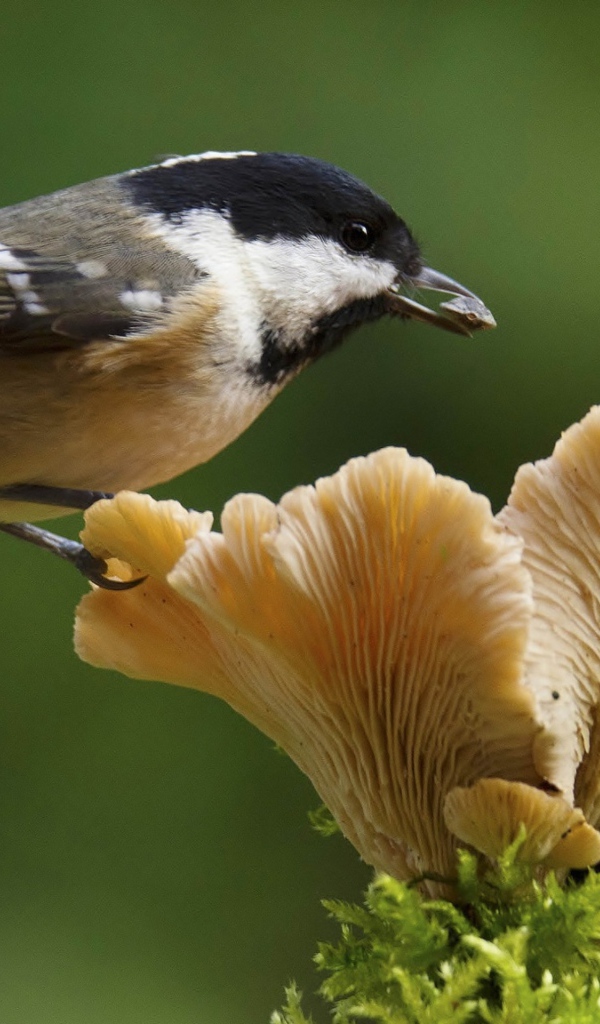 Маленькая синица сидит на грибе