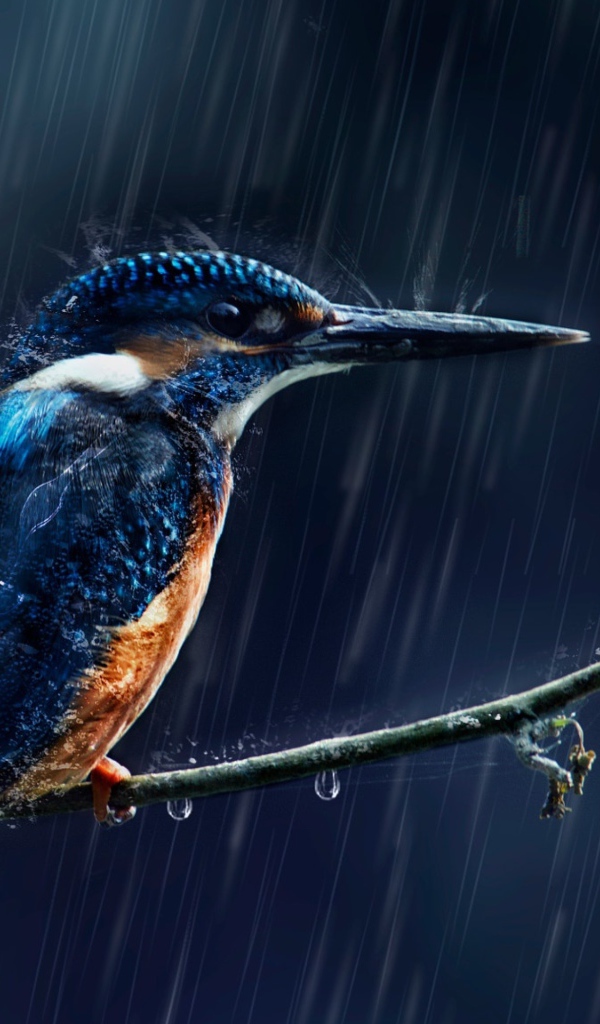 Маленькая птица зимородок на ветке под дождем