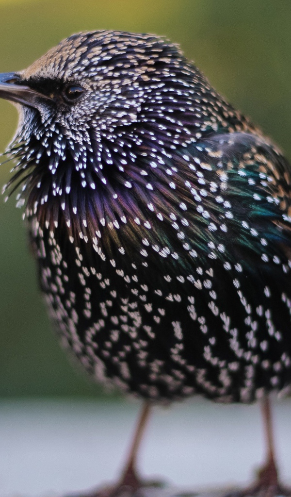 Маленький милый птенец скворца 