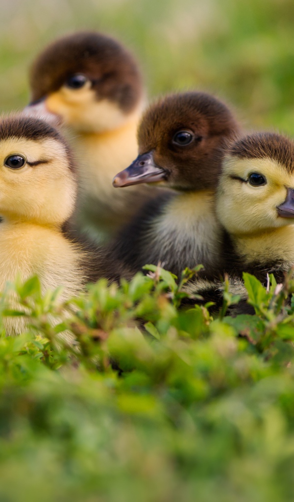 Маленькие милые утята в зеленой траве