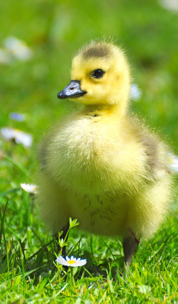 Маленький милый гусенок на зеленой траве