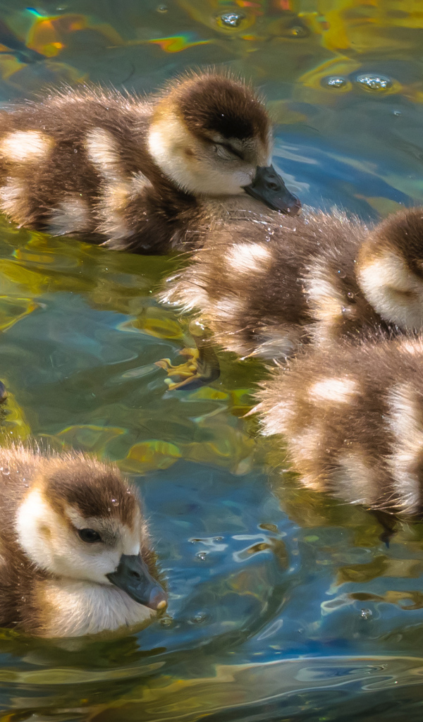 Маленькие утята плывут по воде