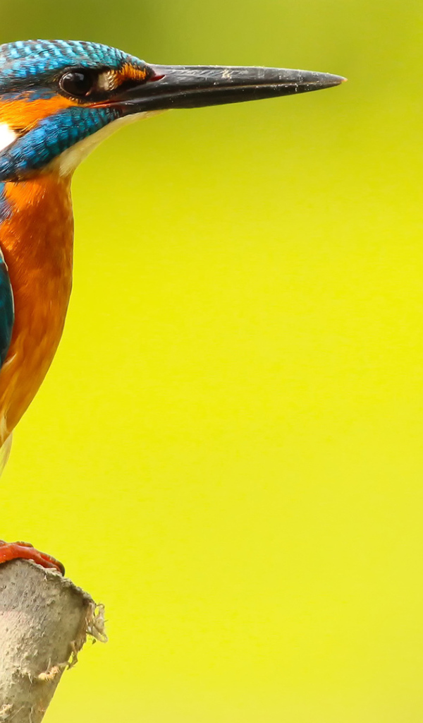 Разноцветная птица зимородок на желтом фоне