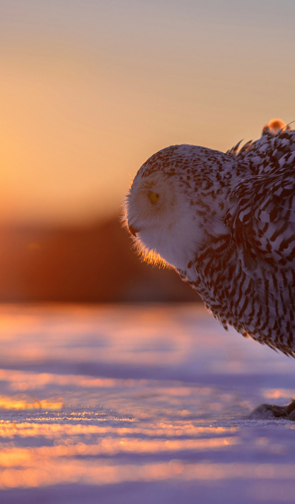 Сова на снегу в лучах солнца на закате 