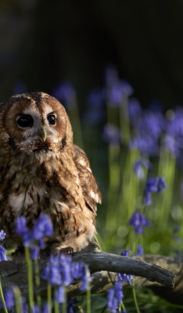 Сова сидит на сухой коряге среди голубых весенних цветов 