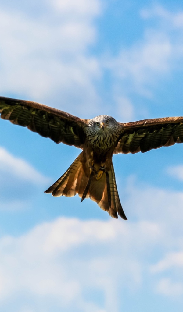 Хищная птица сапсан летит в небе