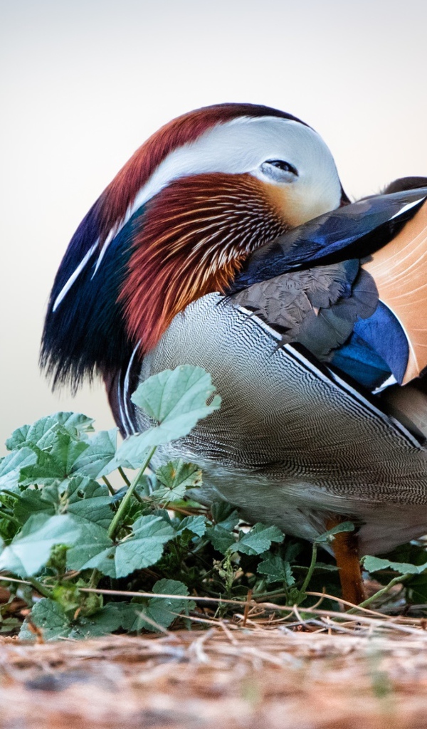 Спящая разноцветная уточка мандаринка 