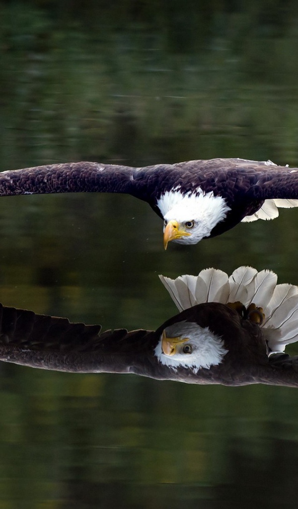 Белоголовый орел пролетает над водой 