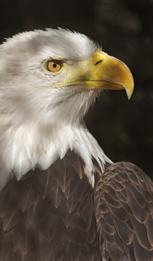 Хищный белоголовый орлан 