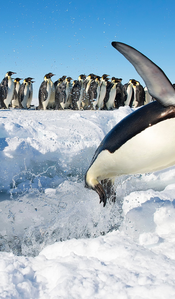Королевский пингвин выпрыгивает из воды на снег