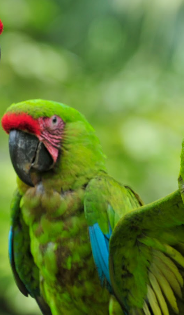 Три зеленых малый солдатских ара на ветке 