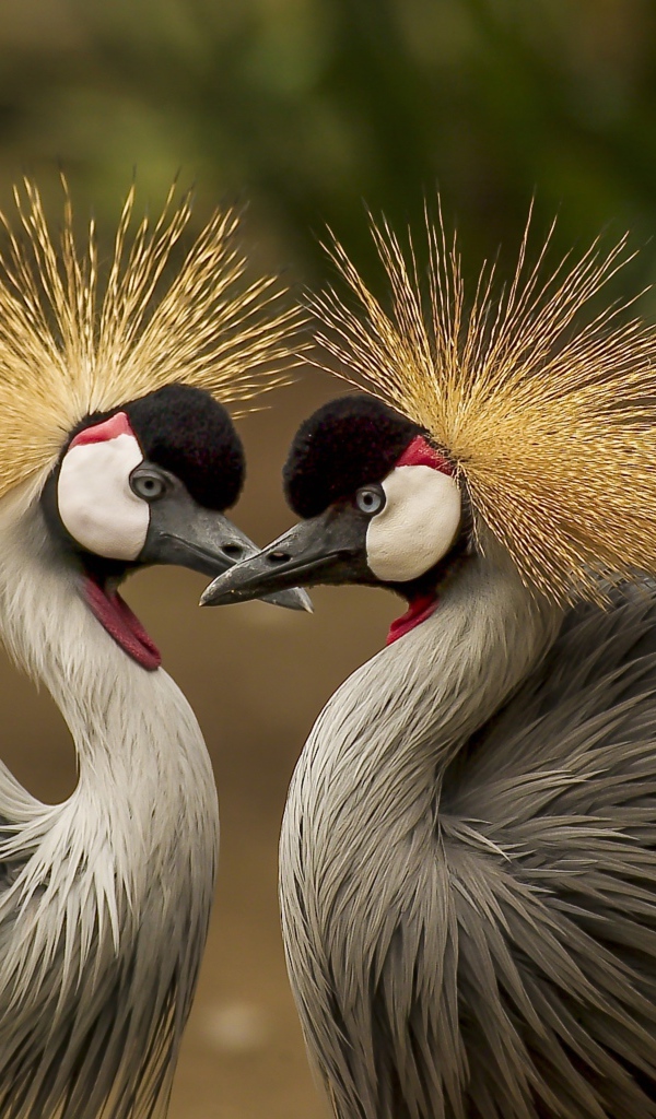 Два красивых венценосных журавля