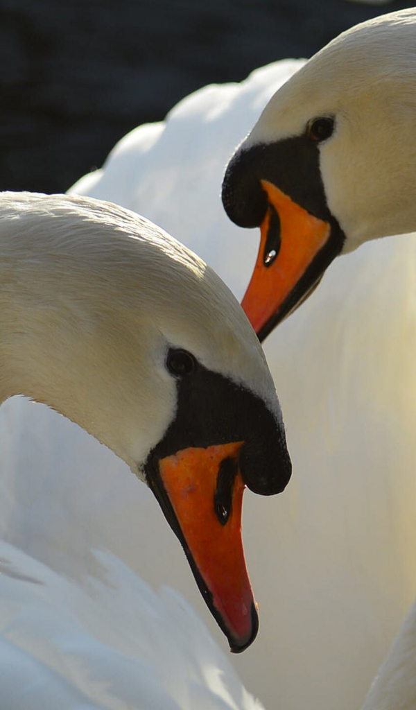 Два больших белых лебедя