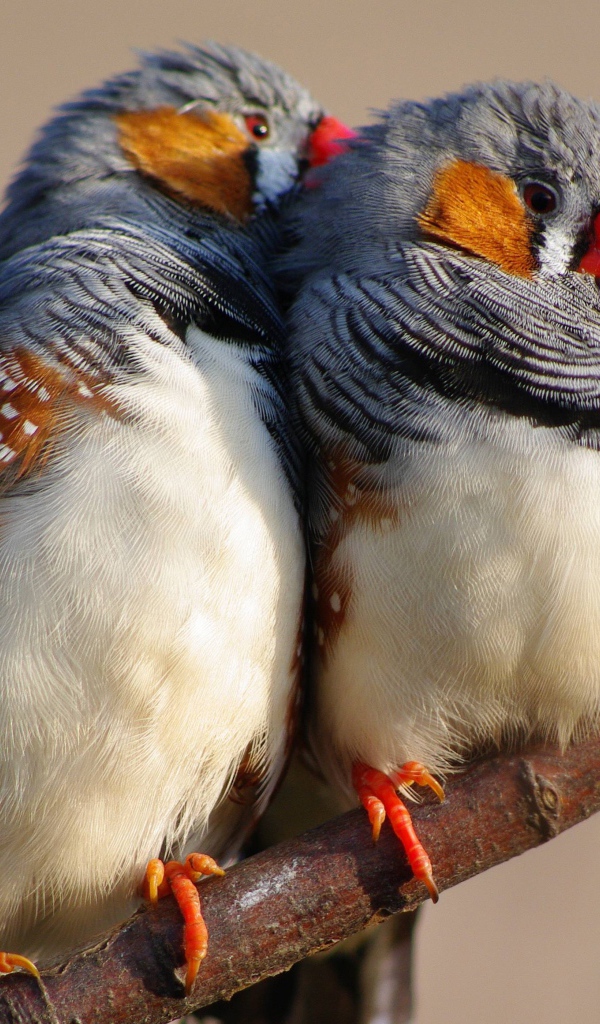 Две милых канарейки на ветке дерева