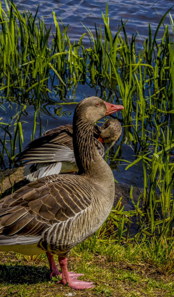 Два больших серых гуся у водоема