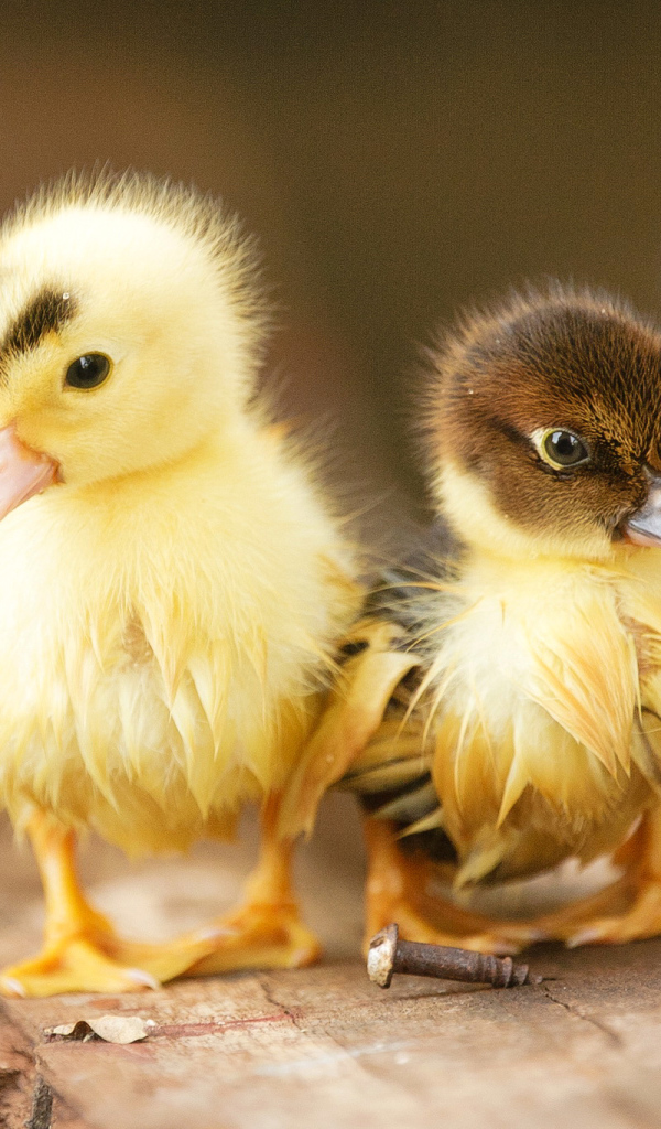 Два маленьких милых мокрых утенка