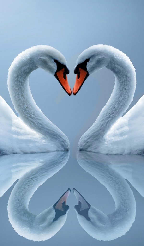 Два влюбленных белых лебедя отражаются в воде 