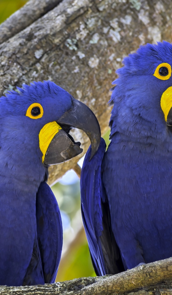 Два попугая породы гиацинтовый ара сидят на ветке