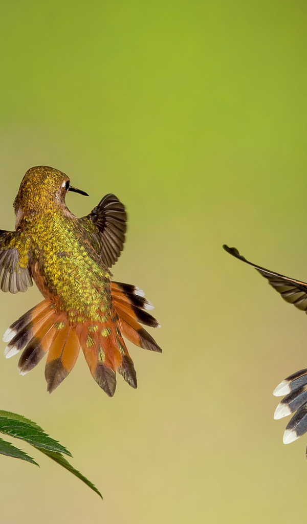Две маленьких птицы колибри у цветка 