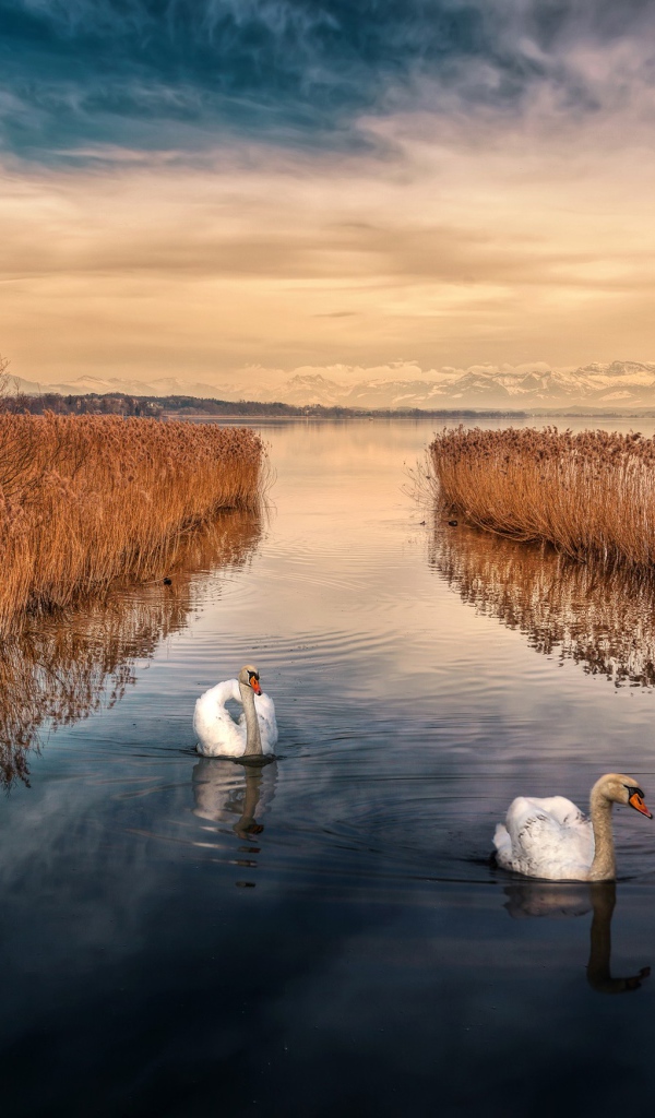 Два белых лебедя плывут по реке 