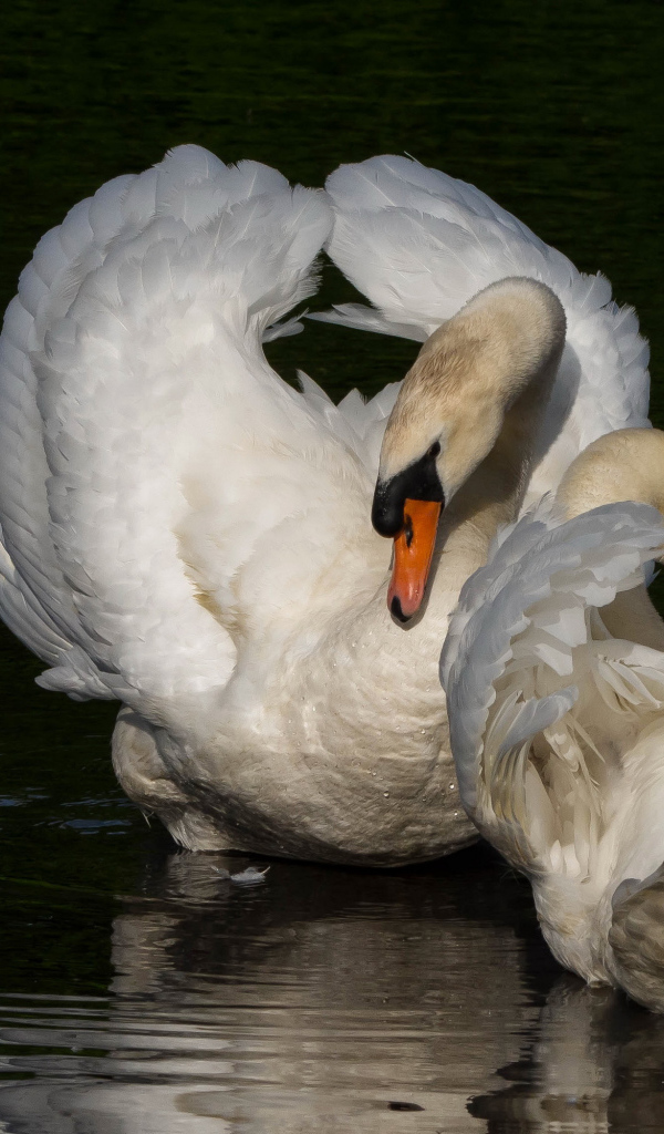 Два белых лебедя в водоеме