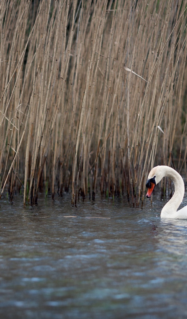 Белый красивый лебедь в воде у сухого камыша 
