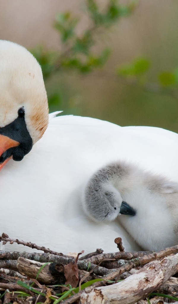 Белый лебедь в гнезде с маленькими птенцами 