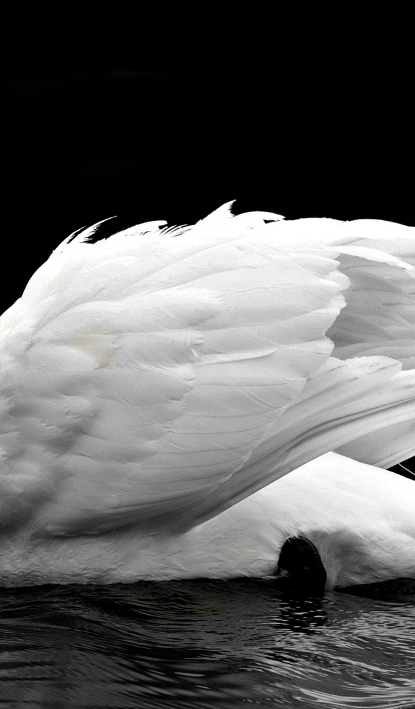 Белый лебедь на черном фоне 