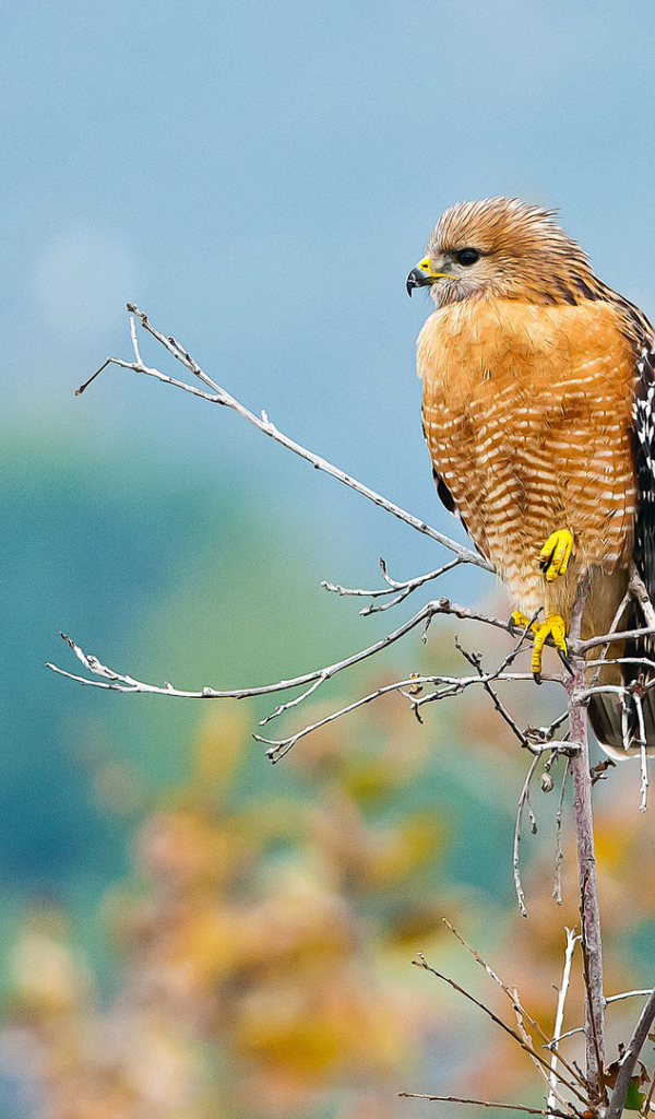 Желтый хищный ястреб сидит на ветке 