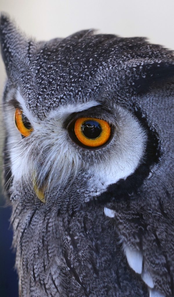 Большая серая сова с большими желтыми глазами 