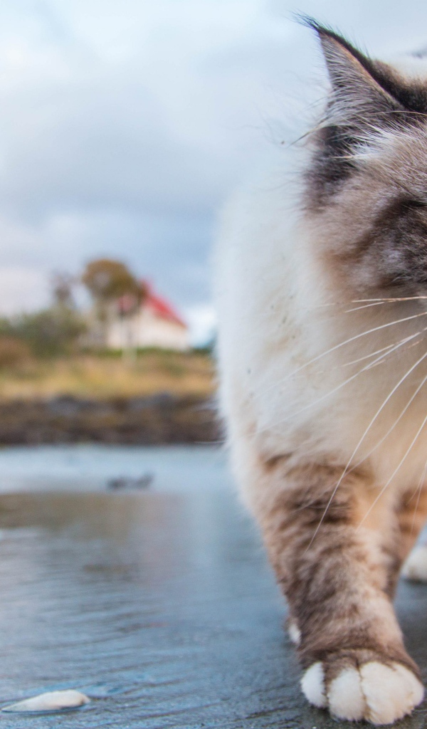 Красивый голубоглазый кот идет по мокрой земле 