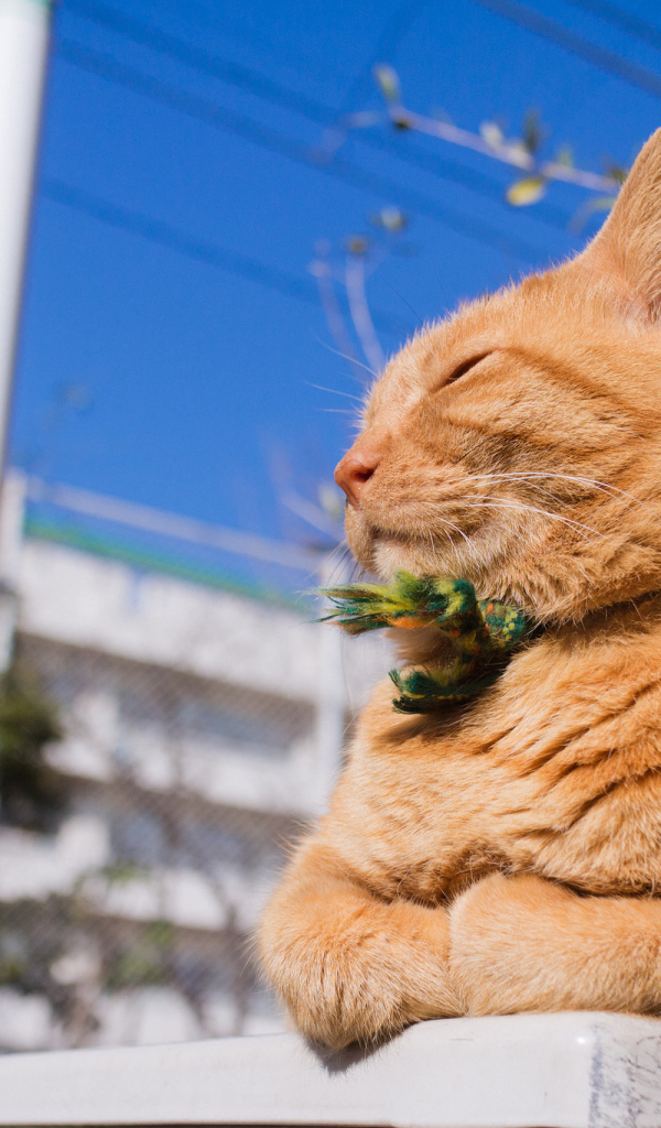 Красивый рыжий кот греется на солнце