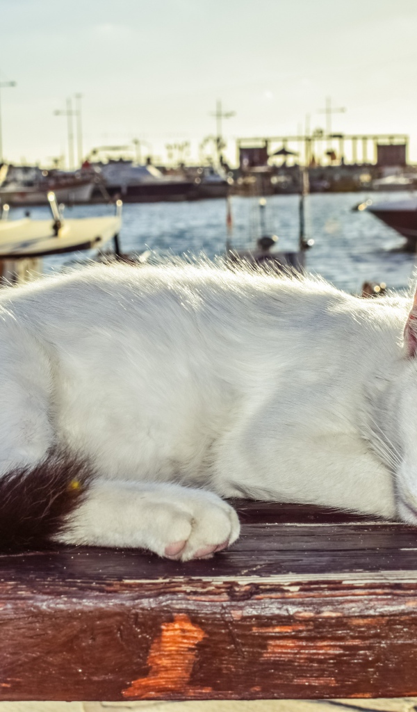 Кот спит под солнцем на лавке в порту