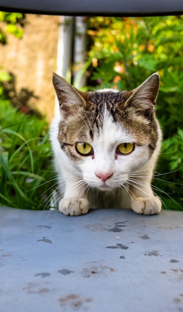 Испуганная кошка сидит на стуле